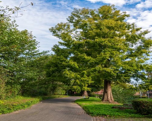 A sunny walking path in a large city park with tall trees